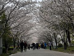 -高东镇樱花园