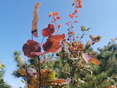-香山公园