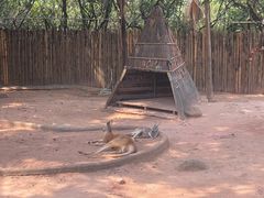 -深圳野生动物园