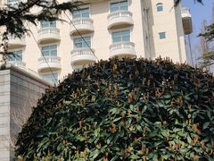 -上海虹桥迎宾馆