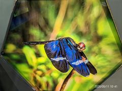 -上海昆虫博物馆