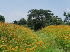 -瑶湖郊野森林公园