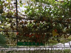 -祥源·阜阳生态乐园