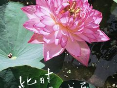 -朝阳公园