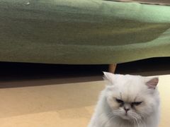 -御宝贝·A梦猫科宠物医院(国际猫友好医院)