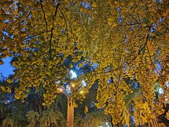 -四川大学(华西校区)