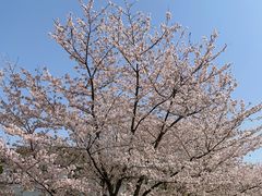 -顾村公园