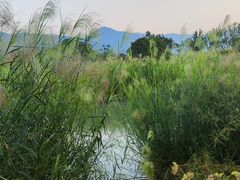 -三垟湿地