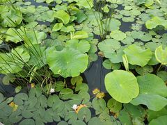 -苏州太湖湖滨国家湿地公园