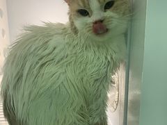 -BABIT巴比特宠物(MOMOPARK店)