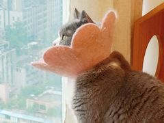 -Catmate·猫肥家润(金润铂宫店)