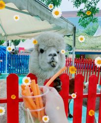 -萌宠亲子动物乐园(槐房万达店)