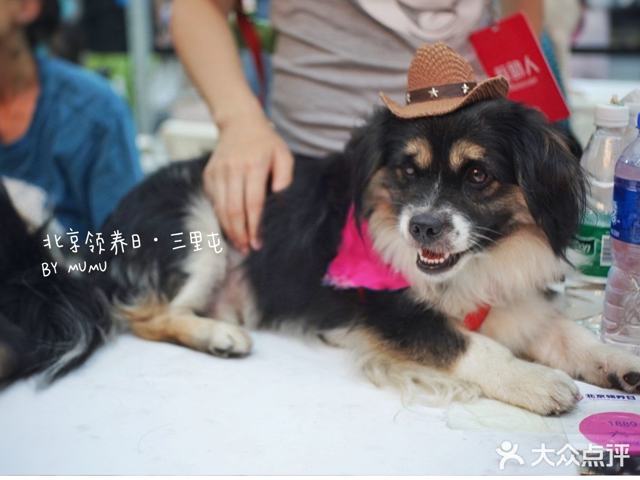 太可爱！连孙俪娘娘都为他们站台