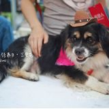 太可爱！连孙俪娘娘都为他们站台