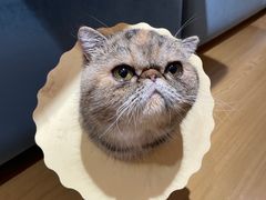 -滚猫咖啡·猫咖·猫友好撸猫(未来城店)