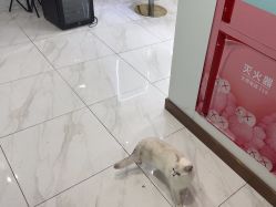 -镁连社·美联社