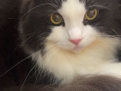 -瑞派康怡24h宠物医院·犬猫医疗中心·微创绝育(瑞景分院)