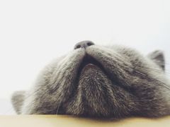 -喵的天空名猫咖啡馆·撸猫·猫舍·用品
