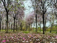 -广东花都湖国家湿地公园