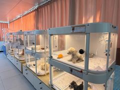 -翊宠yipet猫狗购宠庄园犬舍•猫舍