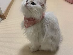 -猫在这儿猫咪咖啡馆·撸猫馆