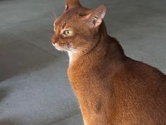 -创凡宠物医院·骨专科  猫科中心(西乡分院)
