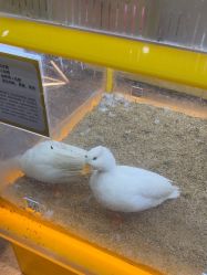 -神奇动物撸宠馆·羊驼·小浣熊·异宠(豫园店)