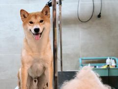 -Double Rui宠物酒店