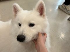 -共舞时光猫咖·狗咖(新街口店)