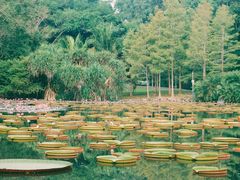 -中国科学院西双版纳热带植物园