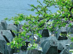 -上海滨江森林公园