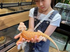 -酷以爬仙阁实体爬宠店·守宫·蜥蜴·专业繁育