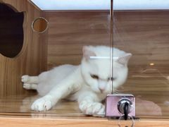 -喵百万·布偶·蓝金金渐层英短·猫舍(百子湾店)