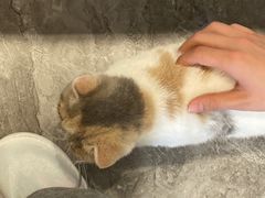 -More Fun猫咖 二十只万元加菲主题