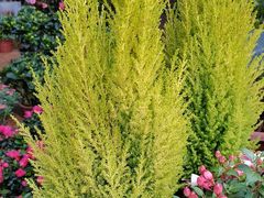 -桂林市花鸟市场