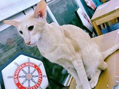 -猫小院猫主题咖啡厅(北锣店)