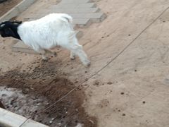 -静之湖湖畔餐厅