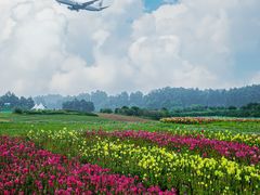 -空港花田景区