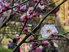 -龙华寺