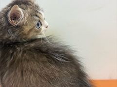 -爱妮康宠物医院·干细胞免疫细胞·肿瘤·心脏(张江店)