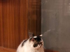 -喵园·猫主题咖啡厅·撸猫·猫咖(国贸店)