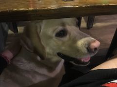 -百好乐宠物友好餐厅(朝外大街店)