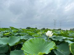 -池杉湖湿地公园