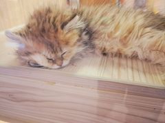 -屋虎猫馆(宝安大仟里店)