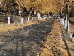 -八大关景区