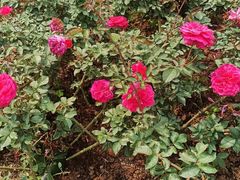 -人民公园(罗湖区)