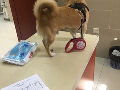 -艾贝尔宠物医院 ·内科全科(梁溪路店)