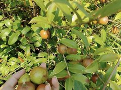 -郴州特产舜华临武鸭(郴州西站店)