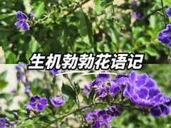 -庾园