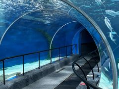 -上海海洋水族馆